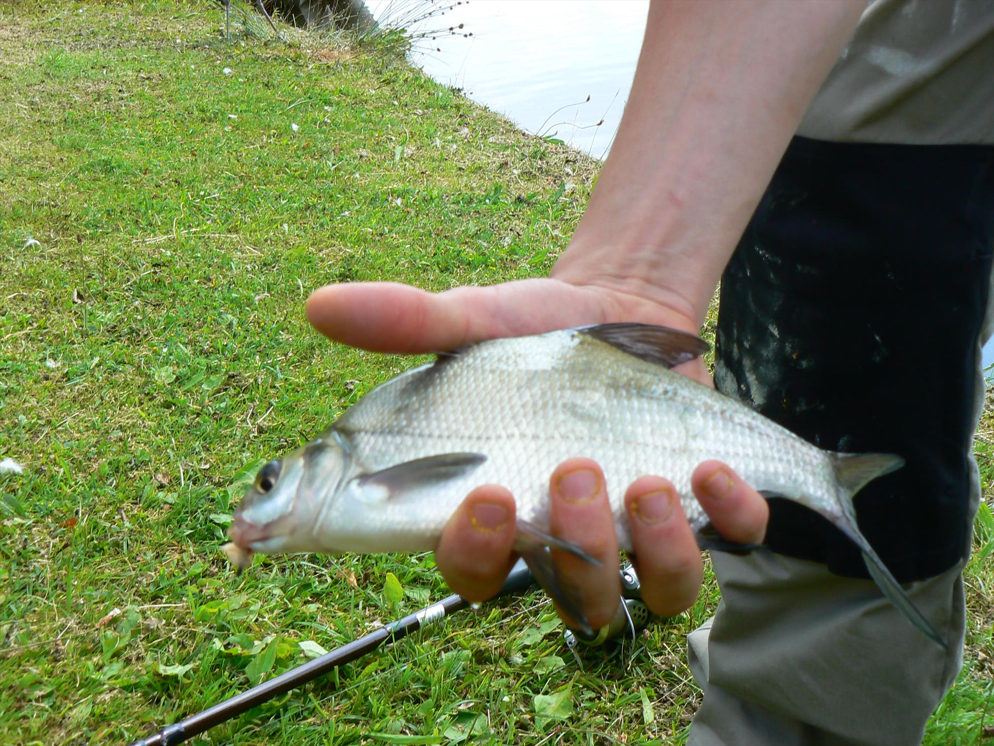Crapi salbatici si alti pesti - p1030444.JPG